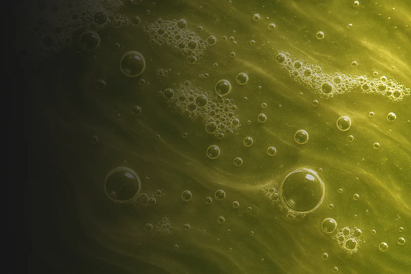 Avocado Oil